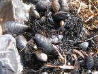 Stillleben am Strand auf Rügen